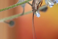 Un mle (Trichoptre - Limnephilidae - Limnephilus affinis)